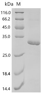 Oncorhynchus mykiss Somatotropin-1 (gh1) Recombinant Protein, E.coli, C-terminal 6xHis-tagged, 28.4 kDa, purity >≥ 90% as determined by SDS-PAGE.