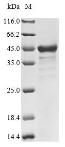 Human Lymphokine-activated killer T-cell-originated protein kinase (PBK) Recombinant Protein, Homo sapiens (Human), E.coli, N-terminal 10xHis-tagged, 42.1 kDa, purity >≥ 85% as determined by SDS-PAGE.
