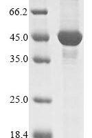 Mycobacterium paratuberculosis DNA integrity scanning protein DisA (disA) Recombinant Protein - BioCrest Sci