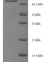 Human 1-phosphatidylinositol 4,5-bisphosphate phosphodiesterase delta-4 (PLCD4) Recombinant Protein - BioCrest Sci