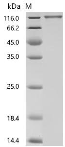 Human Heat shock protein HSP 90-alpha (HSP90AA1), Biotinylated Recombinant Protein, Mammalian cell, C-terminal 6xHis-Avi-tagged, 88.8 kDa, purity >≥ 95% as determined by SDS-PAGE.