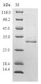 Human Defensin beta 4A (DEFB4A) Recombinant Protein, Homo sapiens (Human), E.coli, N-terminal GST-tagged, 31.3 kDa, purity >≥ 90% as determined by SDS-PAGE.