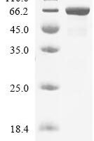 Mouse High affinity cGMP-specific 3,5-cyclic phosphodiesterase 9A (Pde9a) Recombinant Protein, C-His - BioCrest Sci
