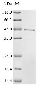 Xenopus tropicalis Transcription factor Sox-1 (sox1) Recombinant Protein, Xenopus tropicalis (Western clawed frog) (Silurana tropicalis), E.coli, N-terminal 6xHis-tagged and C-terminal 6xHis-tagged, 44.7 kDa, purity >≥ 85% as determined by SDS-PAGE.