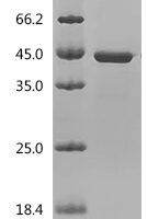 Human ELAV-like protein 1 (ELAVL1) Recombinant Protein - BioCrest Sci