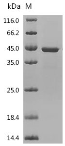 Human ELAV-like protein 1 (ELAVL1) Recombinant Protein, Homo sapiens (Human), E.coli, N-terminal 6xHis-tagged, 42.9 kDa, purity >≥ 85% as determined by SDS-PAGE.