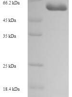 Human Carboxypeptidase A6 (CPA6) Recombinant Protein - BioCrest Sci