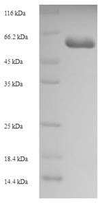 Human Carboxypeptidase A6 (CPA6) Recombinant Protein, Homo sapiens (Human), E.coli, N-terminal 6xHis-SUMO-tagged, 52.2 kDa, purity >≥ 90% as determined by SDS-PAGE.