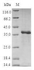 Human 40S ribosomal protein S27 (RPS27) Recombinant Protein, Homo sapiens (Human), E.coli, N-terminal GST-tagged, 36.3 kDa, purity >≥ 90% as determined by SDS-PAGE.