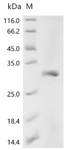 Human Trypsin-2 (PRSS2) Recombinant Protein, Homo sapiens (Human), E.coli, N-terminal 6xHis-tagged, 30.9 kDa, purity >≥ 90% as determined by SDS-PAGE.