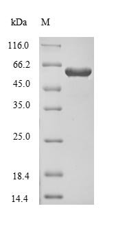 Human Dihydropyrimidinase-related protein 1 (CRMP1) Recombinant Protein, Tag-Free, Homo sapiens (Human), E.coli, Tag-Free, 62.2 kDa, purity >≥ 90% as determined by SDS-PAGE.
