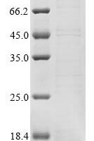 Neisseria meningitidis serogroup B Integration host factor subunit alpha (ihfA) Recombinant Protein - BioCrest Sci