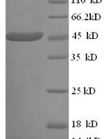 Mouse Apolipoprotein A-IV (Apoa4) Recombinant Protein - BioCrest Sci
