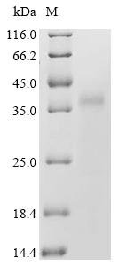 Candida albicans Hyphally-regulated protein (HYR1), partial Recombinant Protein, N-His-SUMOstar, Candida albicans (Yeast), Yeast, N-terminal 6xHis-sumostar-tagged, 37.1 kDa, purity >≥ 90% as determined by SDS-PAGE.