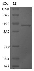 Baker's yeast Cystathionine gamma-lyase (CYS3), partial Recombinant Protein, Saccharomyces cerevisiae (strain ATCC 204508 / S288c) (Baker's yeast), Yeast, N-terminal 6xHis-tagged, 44.1 kDa, purity >≥ 90% as determined by SDS-PAGE.