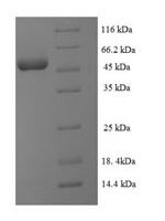 Human Ubiquitin-like-conjugating enzyme ATG3 (ATG3) Recombinant Protein - BioCrest Sci