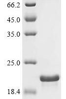 African swine fever virus Inner membrane protein p54 (p54), partial Recombinant Protein - BioCrest Sci