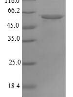Human ATP synthase F(1) complex subunit alpha, mitochondrial (ATP5F1A) Recombinant Protein, N-His, aa 44–553, E.coli - BioCrest Sci