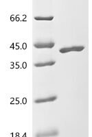 Enterobacteria phage 434 Protein rexA (rexA) Recombinant Protein - BioCrest Sci