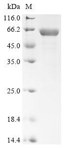 Mouse Homeobox protein Nkx-3.2 (Nkx3-2) Recombinant Protein, N-10His-SUMO, aa 1–333, Purity ≥85%, Mus musculus (Mouse), E.coli, N-terminal 10xHis-SUMO-tagged, 48.1 kDa, purity >≥ 85% as determined by SDS-PAGE.