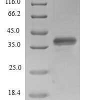 Human Transcription elongation factor SPT4 (SUPT4H1) Recombinant Protein - BioCrest Sci