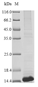 Human Interleukin-8 (CXCL8), partial Recombinant Protein, N-His, aa 23–99, Homo sapiens (Human), E.coli, N-terminal 6xHis-tagged, 13.0 kDa, purity >≥ 85% as determined by SDS-PAGE.