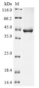 Human Bone marrow proteoglycan (PRG2), partial Recombinant Protein, Homo sapiens (Human), E.coli, N-terminal 6xHis-GST-tagged, 41.2 kDa, purity >≥ 85% as determined by SDS-PAGE.