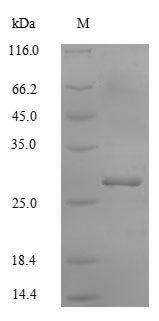 Human Potassium-transporting ATPase subunit beta (ATP4B), partial Recombinant Protein, N-GST, Homo sapiens (Human), E.coli, N-terminal GST-tagged, 53.6 kDa, purity >≥ 90% as determined by SDS-PAGE.