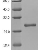 Mouse Chymotrypsin-like elastase family member 3B (Cela3b) Recombinant Protein, N-His/C-Myc - BioCrest Sci