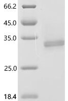 Mesocricetus auratus Programmed cell death 1 ligand 1 (Cd274), partial Recombinant Protein - BioCrest Sci