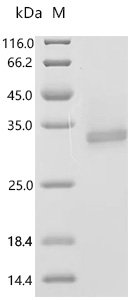 Mesocricetus auratus Programmed cell death 1 ligand 1 (Cd274), partial Recombinant Protein, Mesocricetus auratus (Golden hamster), Yeast, C-terminal 6xHis-tagged, 26.2 kDa, purity >≥ 95% as determined by SDS-PAGE.