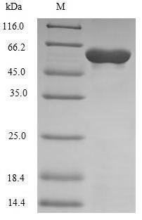 Human DNA-directed DNA/RNA polymerase mu (POLM) Recombinant Protein, N-10His, Homo sapiens (Human), Yeast, N-terminal 10xHis-tagged, 57.3 kDa, purity >≥ 85% as determined by SDS-PAGE.
