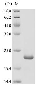 Human papillomavirus type 34 Protein E7 (E7) Recombinant Protein, Human papillomavirus type 34, E.coli, C-terminal 6xHis-tagged, 17.9 kDa, purity >≥ 95% as determined by SDS-PAGE.