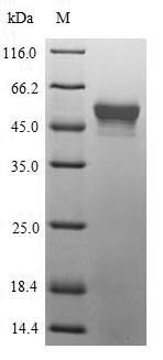 Mycoplasma pneumoniae Putative Xaa-Pro aminopeptidase (pepP) Recombinant Protein, Mycoplasma pneumoniae (strain ATCC 29342 / M129), E.coli, N-terminal 6xHis-SUMO-tagged, 55.6 kDa, purity >≥ 90% as determined by SDS-PAGE.