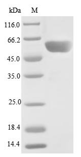 Human Serine/threonine-protein phosphatase 2A 55 kDa regulatory subunit B gamma isoform (PPP2R2C) Recombinant Protein, N-10His/C-Myc, aa 1–447, E.coli, Homo sapiens (Human), E.coli, N-terminal 10xHis-tagged and C-terminal Myc-tagged, 58.5 kDa, purity >≥ 85% as determined by SDS-PAGE.