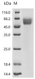 Human Interleukin-1 receptor type 1 (IL1R1), partial Recombinant Protein, Homo sapiens (Human), Mammalian cell, C-terminal 10xHis-tagged, 38.6 kDa, purity >≥ 95% as determined by SDS-PAGE.