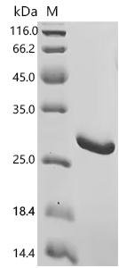 Mouse Proteasome subunit beta type-8 (Psmb8) Recombinant Protein, Mus musculus (Mouse), E.coli, C-terminal 6xHis-tagged, 29.6 kDa, purity >≥ 95% as determined by SDS-PAGE.