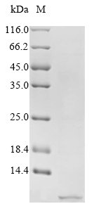 Human Peptide YY (PYY), partial Recombinant Protein, Homo sapiens (Human), Yeast, N-terminal 6xHis-tagged, 6.1 kDa, purity >≥ 90% as determined by SDS-PAGE.