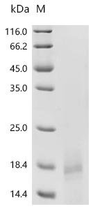 Human Insulin-like growth factor I (IGF1) Recombinant Protein, C-His, Homo sapiens (Human), E.coli, C-terminal 6xHis-tagged, 14.6 kDa, purity >≥ 90% as determined by SDS-PAGE.