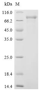 Human Cadherin-9 (CDH9), partial Recombinant Protein, Homo sapiens (Human), Mammalian cell, C-terminal 10xHis-tagged, 67.5 kDa, purity >≥ 90% as determined by SDS-PAGE.