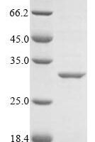 Symbiobacterium thermophilum DNA mismatch repair protein MutS (mutS), partial Recombinant Protein - BioCrest Sci