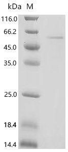 Mouse Pro-neuregulin-3, membrane-bound isoform (Nrg3), partial Recombinant Protein, Mus musculus (Mouse), E.coli, C-terminal 6xHis-tagged, 44.9 kDa, purity >≥ 95% as determined by SDS-PAGE.