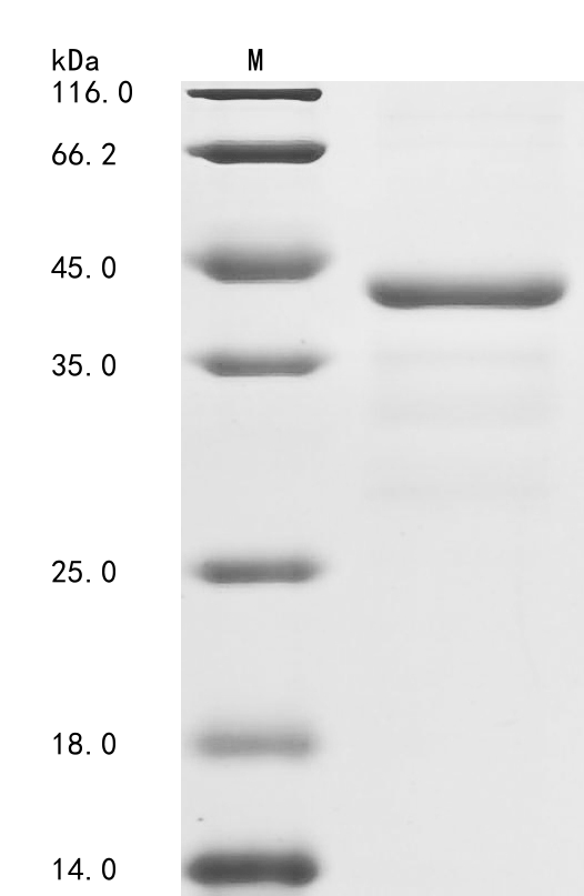 Human Coagulation factor IX (F9), partial Recombinant Protein, N-His-GST, Homo sapiens (Human), E.coli, N-terminal 6xHis-GST-tagged, 42.0 kDa, purity >≥ 85% as determined by SDS-PAGE.