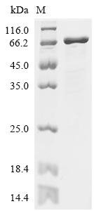 Escherichia coli Proline--tRNA ligase (proS) Recombinant Protein, Escherichia coli (strain K12), E.coli, C-terminal 6xHis-tagged, 70.6 kDa, purity >≥ 85% as determined by SDS-PAGE.