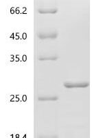 Escherichia phage MS2 Capsid protein Recombinant Protein, C-10His - BioCrest Sci