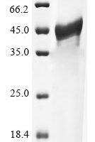 Human SH3 domain-binding glutamic acid-rich-like protein (SH3BGRL) Recombinant Protein - BioCrest Sci