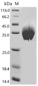 Macaca fascicularis C-type lectin domain family 5 member A (CLEC5A) Recombinant Protein, Mammalian cell, N-terminal 10xHis-tagged, 24.8 kDa, purity >≥ 95% as determined by SDS-PAGE.