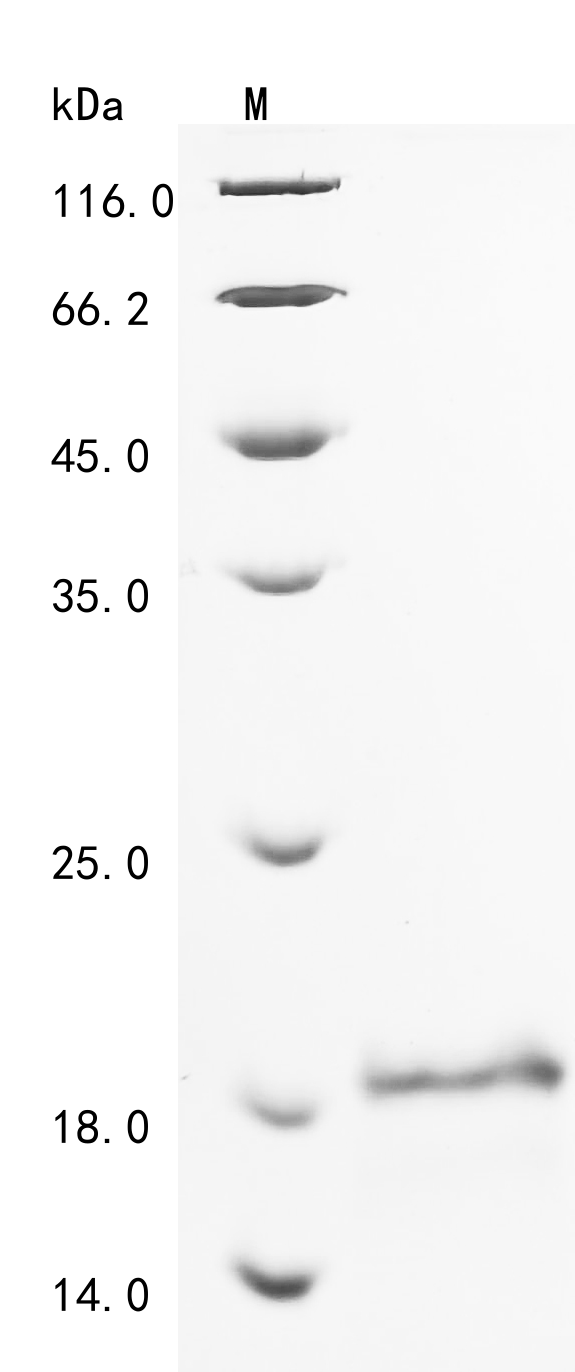 Recombinnant Human Protein lin-28 homolog A (LIN28A), partial Recombinant Protein, Homo sapiens (Human), E.coli, N-terminal 6xHis-tagged, 9.5 kDa, purity >≥ 90% as determined by SDS-PAGE.