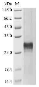 Human Protein Wnt-5a (WNT5A), partial Recombinant Protein, Homo sapiens (Human), E.coli, N-terminal 6xHis-tagged, 28.2 kDa, purity >≥ 85% as determined by SDS-PAGE.