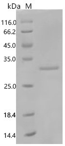 Human Somatotropin (GH1) Recombinant Protein, C-His, Homo sapiens (Human), E.coli, C-terminal 6xHis-tagged, 29.0 kDa, purity >≥ 95% as determined by SDS-PAGE.